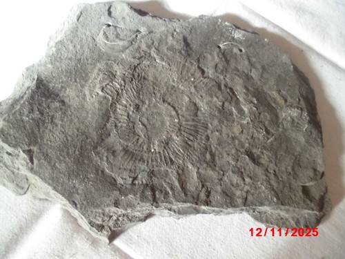 Fossil schiefer ammonit - schiefer,,