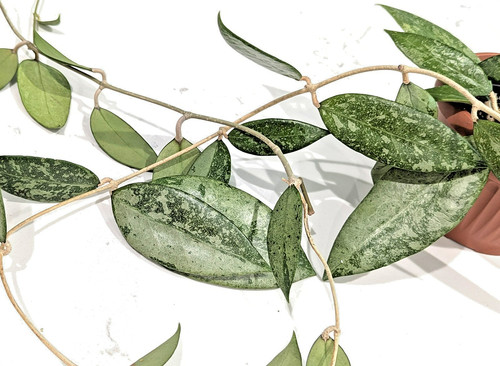 Hoya verticillata 171 - hoya,