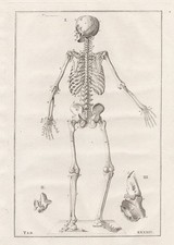 Menschliches Skelett skeleton
