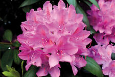 1st. Rhododendron ‘Roseum