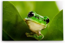 120x80cm Wandbild Frosch