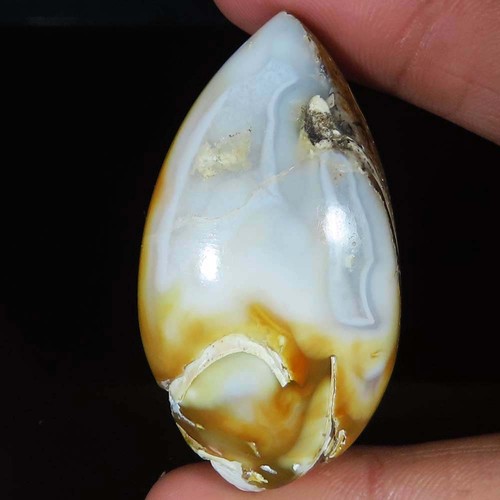 171 cts natürlich schnecke - 171.40,