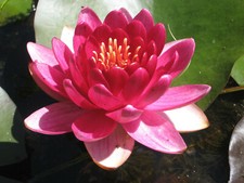 HalbZwerg-Seerose Nymphaea