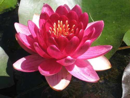 Halbzwerg seerose nymphaea - halbzwerg-seerose,