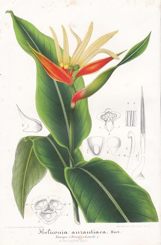 Heliconia aurantiaca mexico - heliconia,