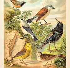 Alte Chromolithographie