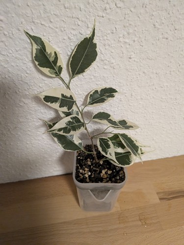 Ficus benjamina gantel - ficus, gantel'
