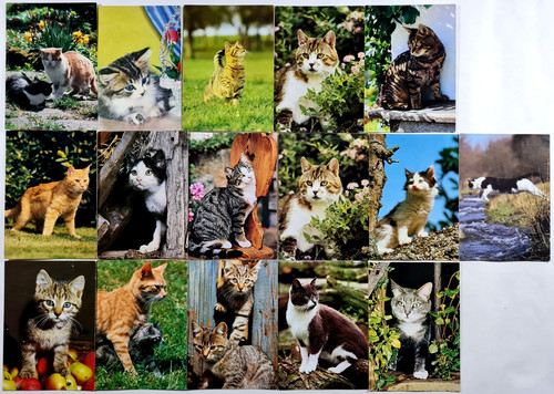 Katze tierpostkarten ak - tierpostkarten, 16
