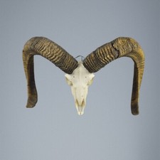 851MU Mufflon jagdtrophae, Wildschaf, Horn 83-83cm C.24cm DE 