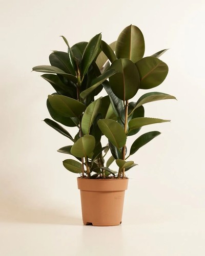 Gummibaum ficus elastica - ficus,