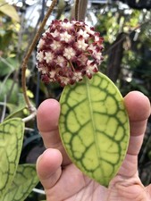 HOYA CALLISTOPHYLLA AH003