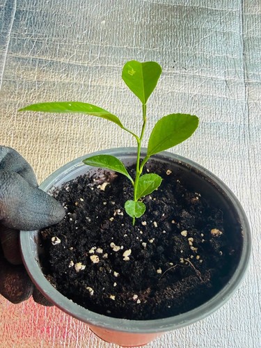 Seltene vietnamesische limette - vietnamesische,