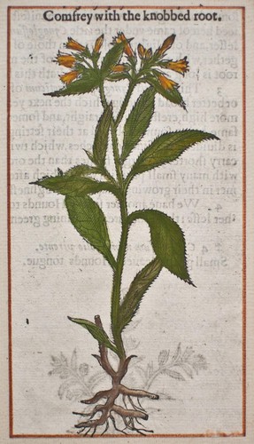 Beinwell hemlocks - beinwell,