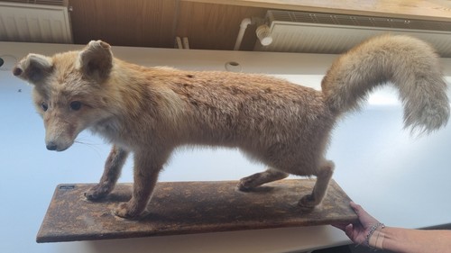 Ausgestopfter fuchs - ausgestopfter,