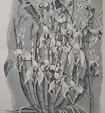 1886 Dendrobium Stratiotes