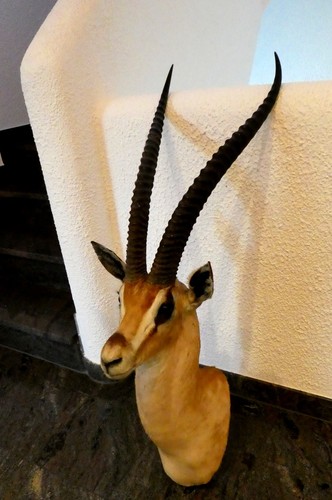 Grant gazelle antilope - grant,