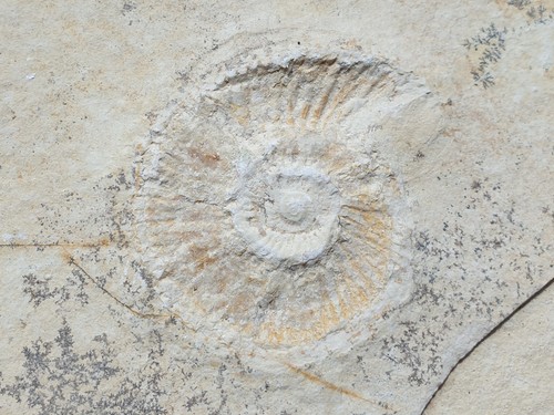 Ammonit subplanites cf - ammonit,