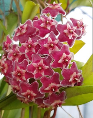 Hoya pubicalyx - hoya,