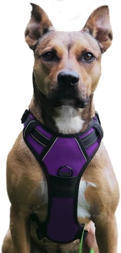 Hundegeschirr verstellbar - hundegeschirr,