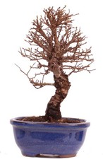 Bonsai - Ulmus parvifolia