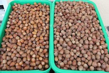 8 kg Eicheln ohne Hütchen, Roteicheln Ernte 2025, Top Qualität !☺☺