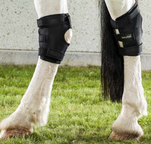 Back track equine hock - on,