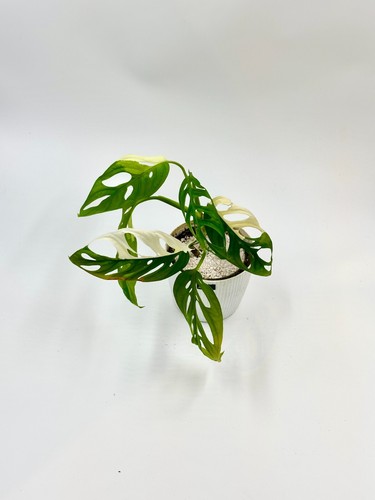 Monstera adansonii albo - monstera,