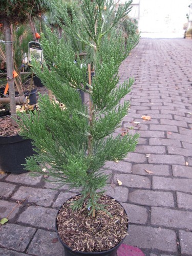 Sequoiadendron giganteum