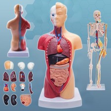 28CM Classic-Torso-Modell