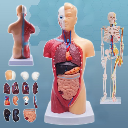 28cm classic torso - 28cm, classic-torso-modell