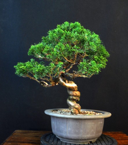 Bonsai chinesischer wacholder - bonsai,