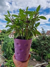 Dubbe Blumentopf XL 16cm / Dubbe Schorle Glas Pfalz