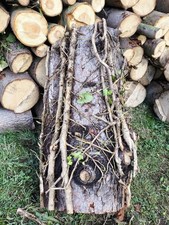 1 Deko Baumstamm Wurzel Skulptur Blumenständer Schwer Echt wunderschön