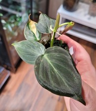 Philodendron Micans Aurea