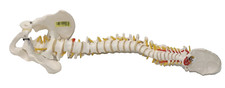 3B Scientific Menschliche Anatomie - Flexibles Wirbelsäulenmodel, klassisch