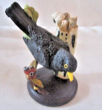 Vogel Amsel Unsere Schöne