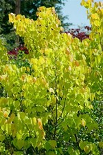 Cercis canadensis 'Rising