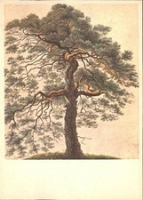 KELLER Gottfried Zuerich (1819-1890) Kuenstlerkarte Foehre Pino silvestre Baum