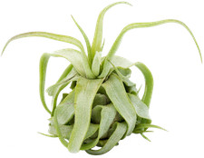 Tillandsia streptophylla M, Tillandsien, Bromeliengewächs