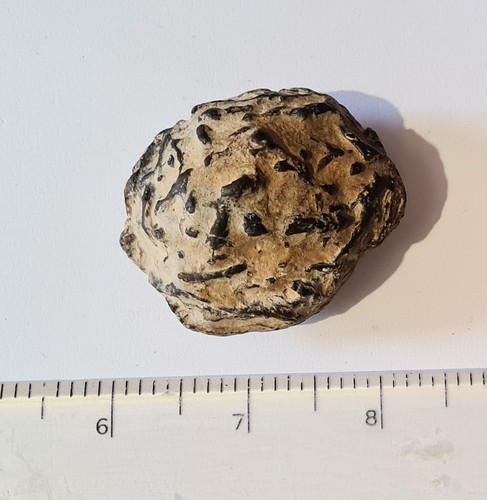 Seltenes dinosaurier fossil - dinosaurier,