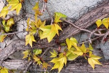 Wilder Wein 45 SAMEN