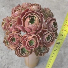 Door Pick Up Any Aeonium