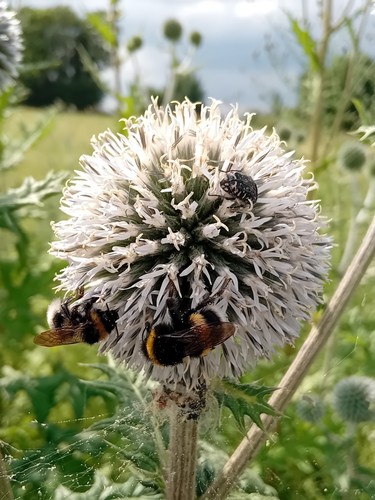Kugeldistel echinops - kugeldistel,,