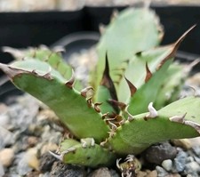 Agave titanota   Kakteen 