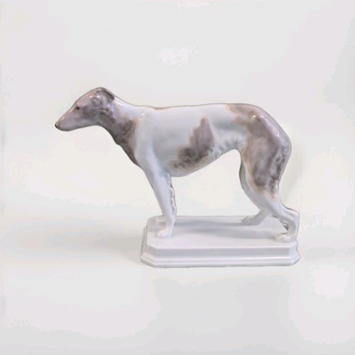 Hund dog langhaar - hund,
