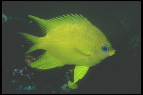 210031 golden damselfish - 210031,