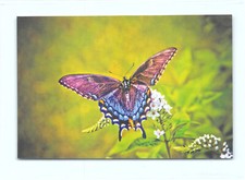 1 AK Tagfalter ähnlich