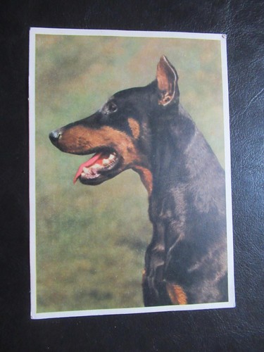 Hund der - ak, hund,der