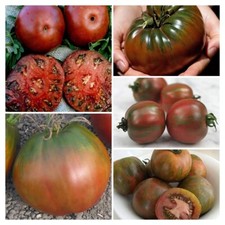 SCHWARZE TOMATEN SAMENMISCHUNG