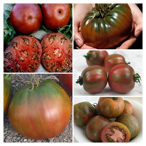 Schwarze tomaten samenmischung - tomaten,